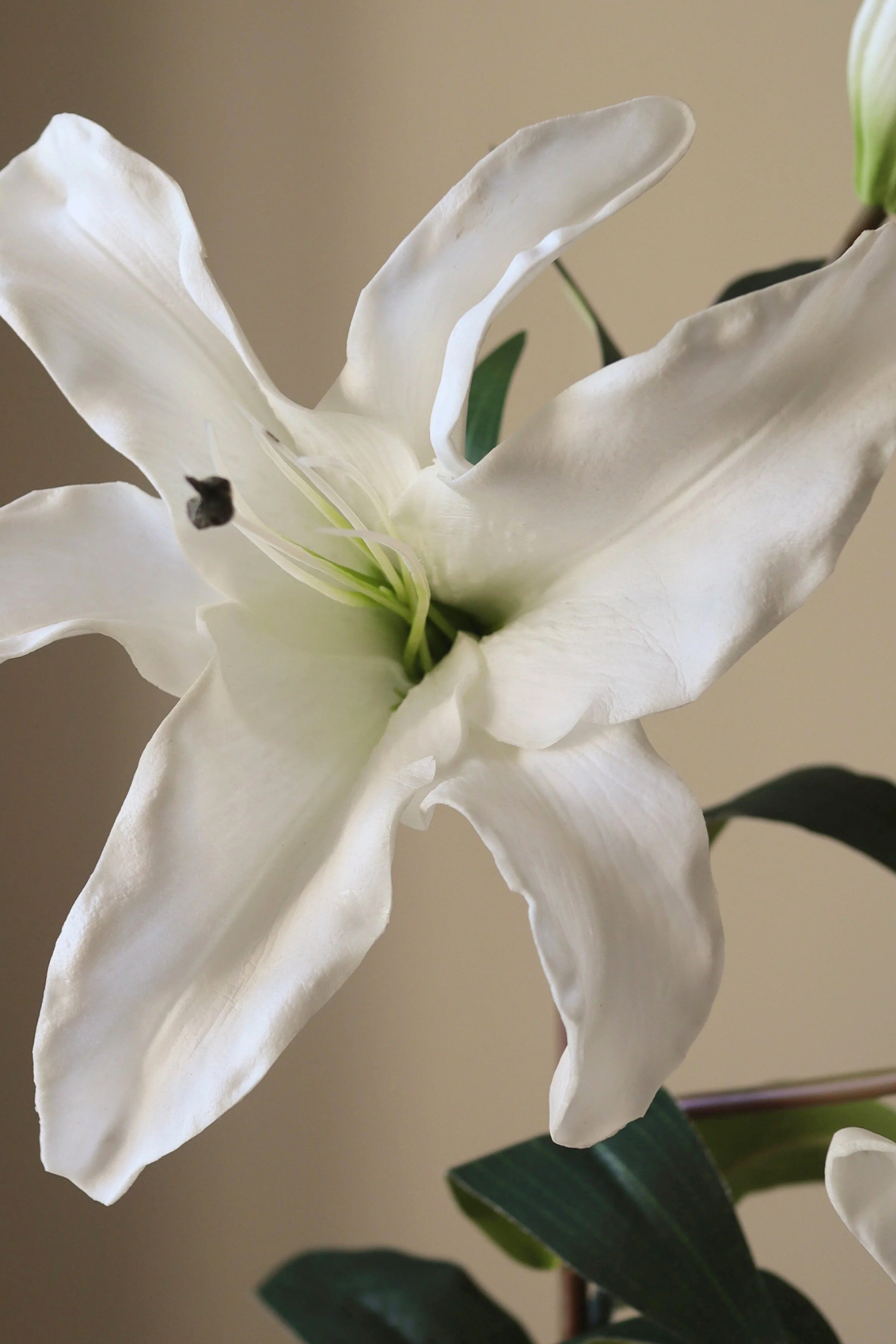 Majestic Lily blomst - hvid